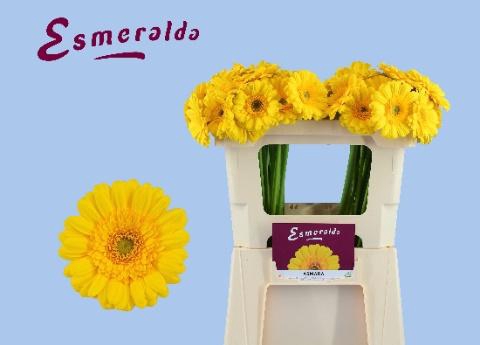 <h4>GE MI ASMARA</h4>