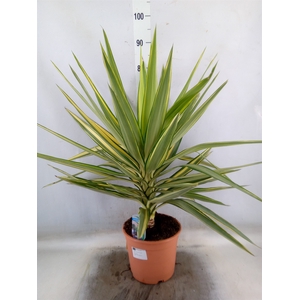 Yucca elephantipes 'Jewel'