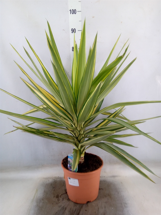 <h4>Yucca elephantipes 'Jewel'</h4>