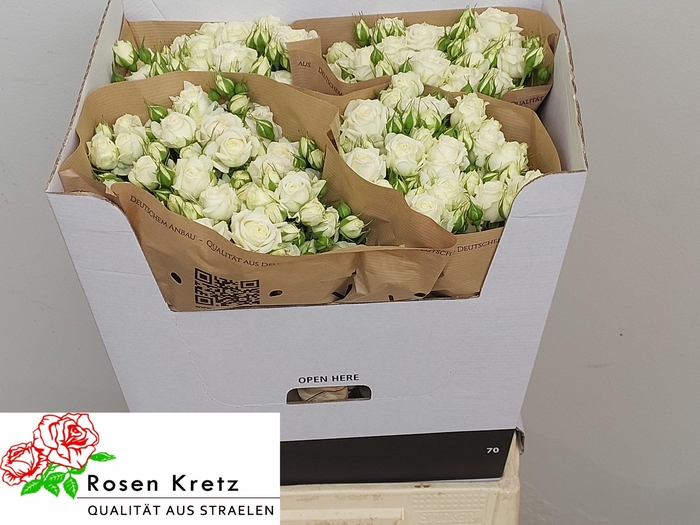 <h4>R TR WHITE BUBBLES</h4>