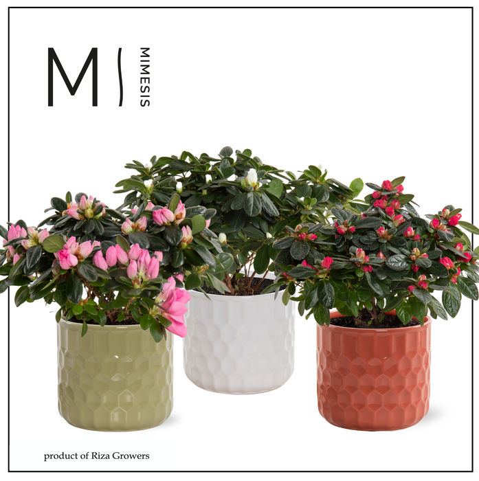 <h4>Azalea Mix -13 cm in Katie - Nature Love</h4>
