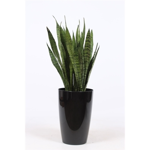 <h4>Sansevieria zeylanica in Santorini "antraciet"</h4>