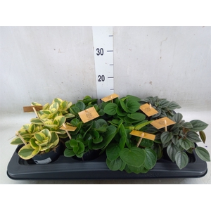 Peperomia   ...mix