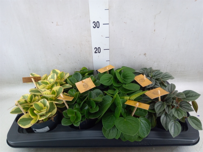 <h4>Peperomia   ...mix</h4>