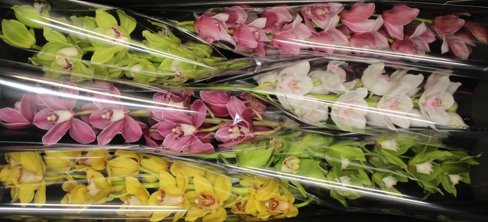 <h4>80 cm gemengd</h4>