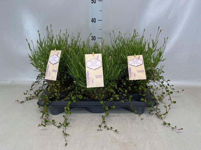 <h4>Lavandula angus. 'Hidcote'</h4>
