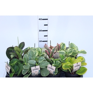 PEPEROMIA VARIADO P13