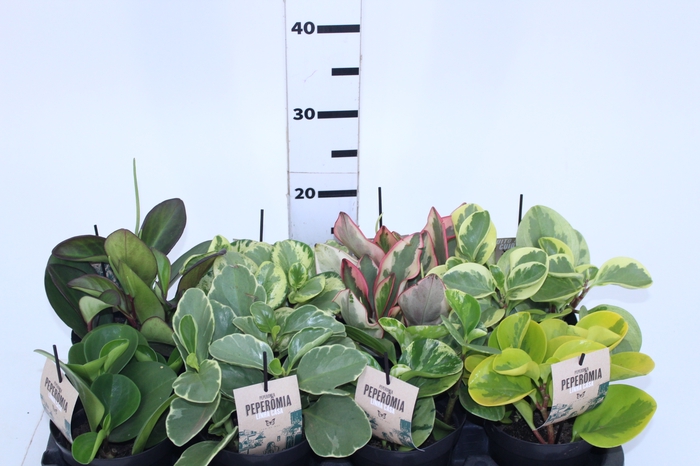 PEPEROMIA VARIADO P13