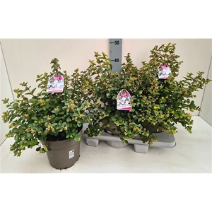 Symphoricarpos Magical Twin 19T