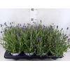 Lavandula angus. 'Hidcote'