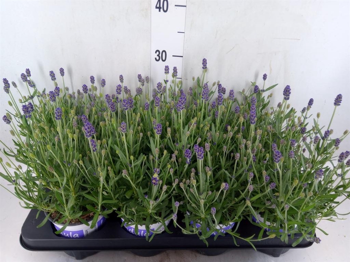 Lavandula angus. 'Hidcote'