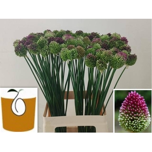 ALLIUM SPHAEROCEPHAL