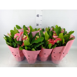 Euphorbia milii 'Charlotte'