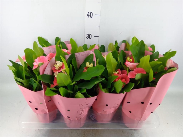 <h4>Euphorbia milii 'Charlotte'</h4>