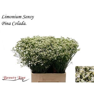 Lim Sin Sensi Pina Colada