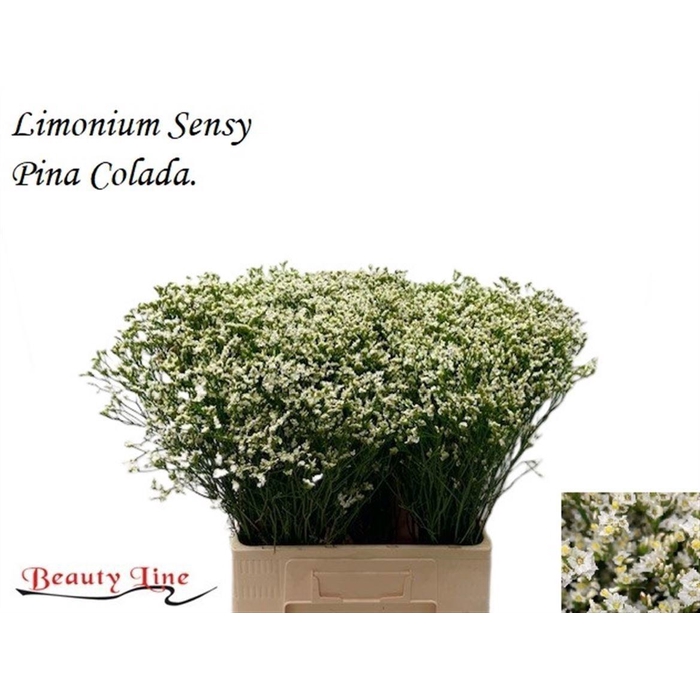 <h4>Lim Sin Sensi Pina Colada</h4>