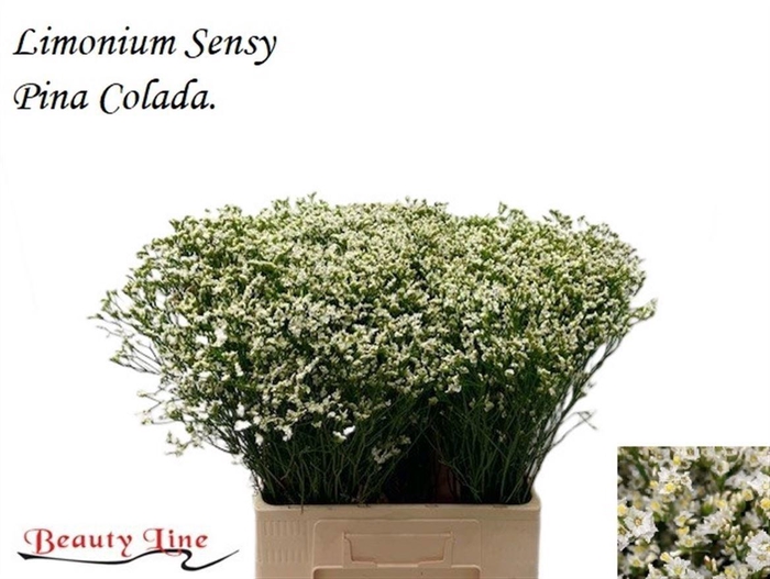 <h4>Lim Sin Sensi Pina Colada</h4>