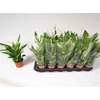 Spath Alana 4+