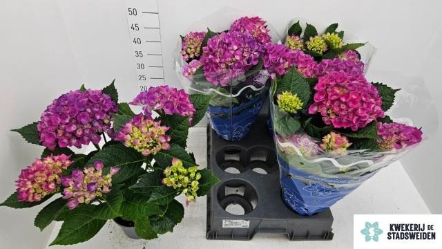 <h4>HYDR M COTE DAZUR</h4>