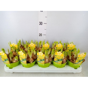 Narcissus  'Tete a tete'