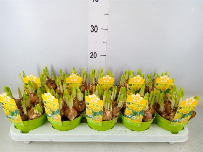 <h4>Narcissus  'Tete a tete'</h4>