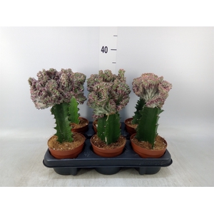 Euphorbia lactea