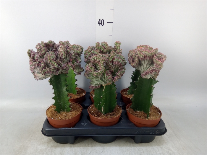 <h4>Euphorbia lactea</h4>