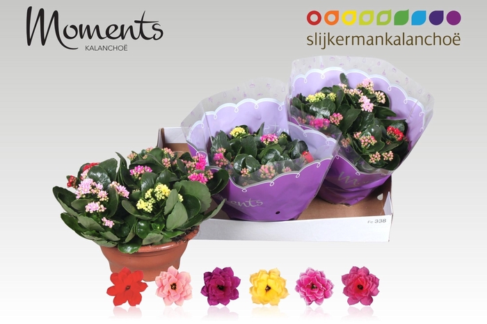 <h4>KAL GE GEM I POT</h4>