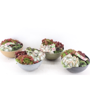 arr4 Semp MB - Kunststof schaal mix x5