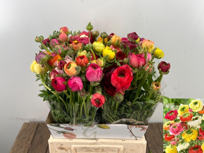 <h4>RAN REINET GEM</h4>