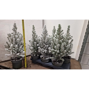 PICEA GL CONICA