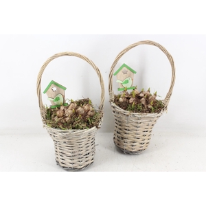 arr4 Muscari JS - Wilg hengselmandje kl. x6