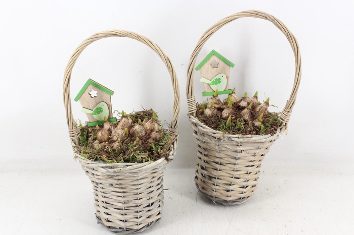 <h4>arr4 Muscari JS - Wilg hengselmandje kl. x6</h4>