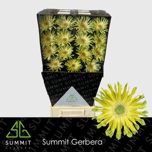 Gerbera Pastini Pistachio Diamond