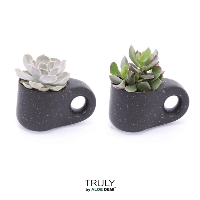 <h4>TRULY succulent, Penguin pot Black</h4>