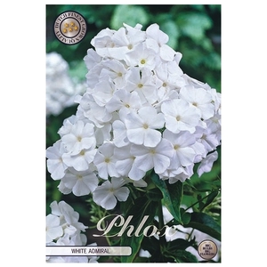 Phlox White x1 l