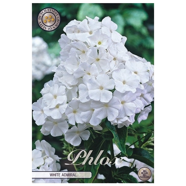 <h4>Phlox White x1 l</h4>