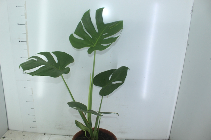 <h4>MONSTERA DELICIOSA P24</h4>