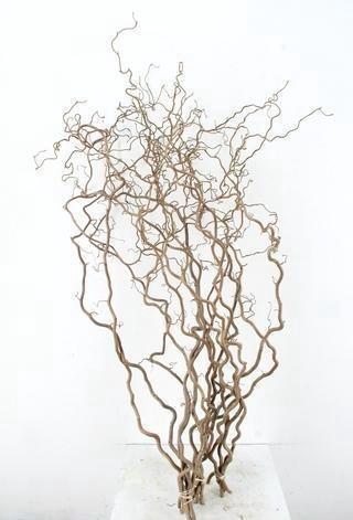 <h4>CORYL AV CONTORTA</h4>