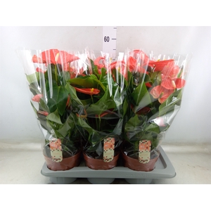 Anthurium andr. 'Sierra Orange'