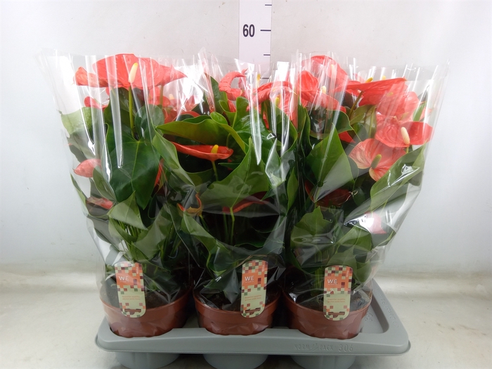 <h4>Anthurium andr. 'Sierra Orange'</h4>