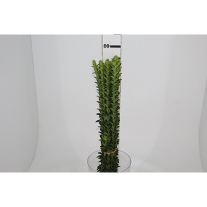 FOLHAGEM PORTUGUESA 070 CM