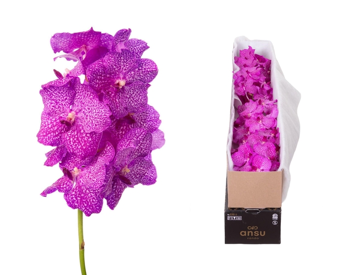 <h4>Vanda Rosy X4</h4>