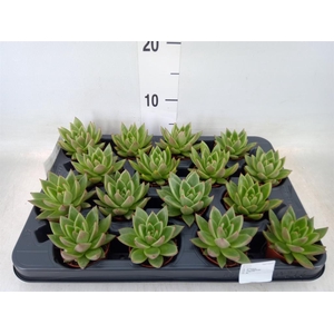 Echeveria  'Miranda'