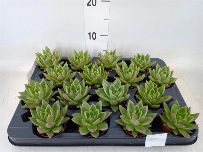 <h4>Echeveria 'Miranda'</h4>