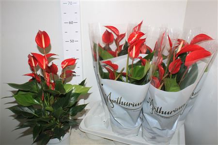 <h4>Anthu An Banderola Roja 8 - 10 Bloemen+</h4>