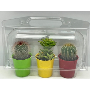 CACTUS GEM