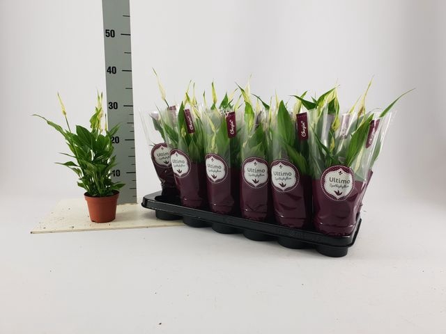 <h4>Spath Chopin</h4>