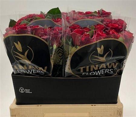 <h4>R Gr Red Tacazzi</h4>