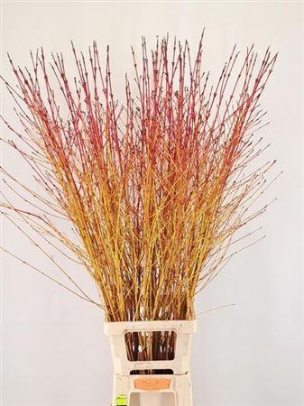 <h4>Cornus Sa Winter Beauty Vertakt</h4>